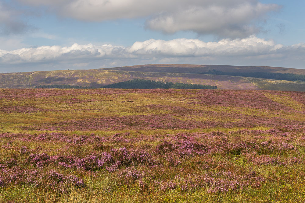 Shining Tor